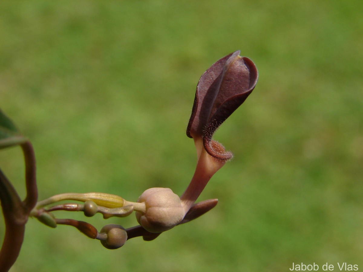 Aristolochia indica L.